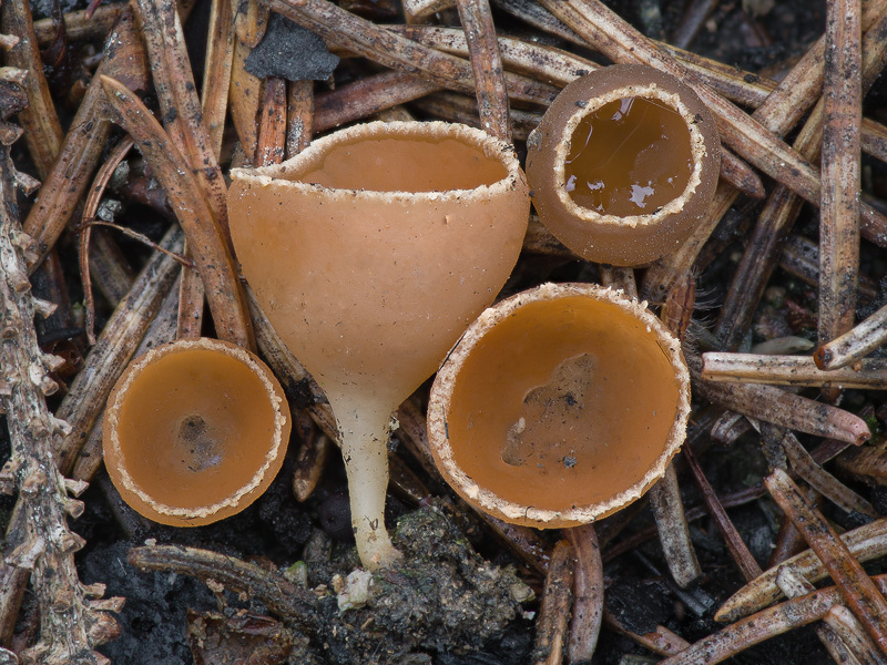 geopyxis carbonaria